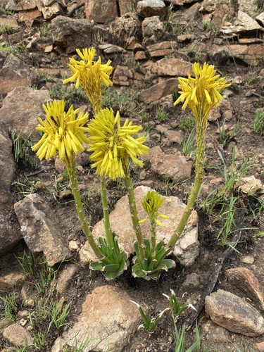 Aloe integra