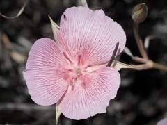 Calochortus striatus