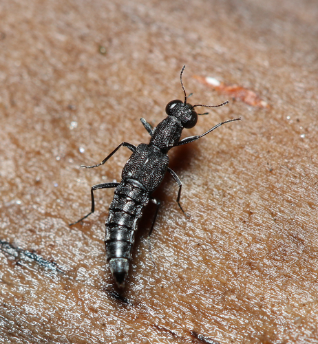 Stenus ater