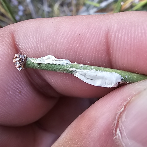 Ephedra scale