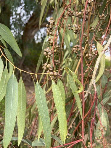 Avistamiento Eucalyptus camaldulensis