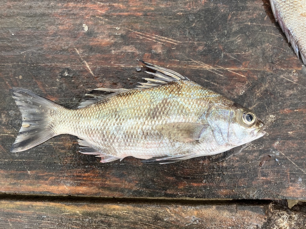 Borriqueta Porgy