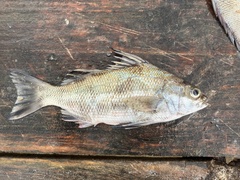 Borriqueta Porgy photo 1