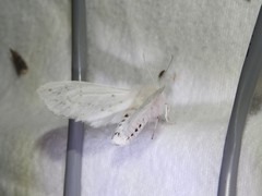 Spilosoma dubia