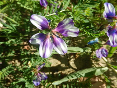 Astragalus lindheimeri