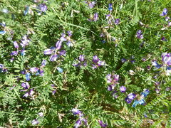 Astragalus lindheimeri