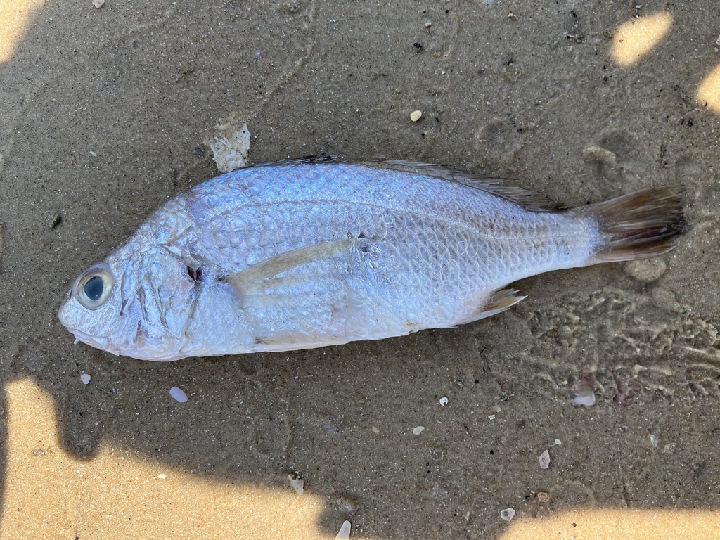 Barbel Drum