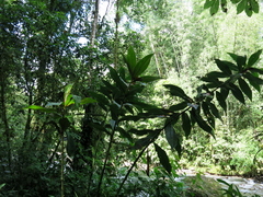 Costus laevis