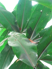 Costus laevis