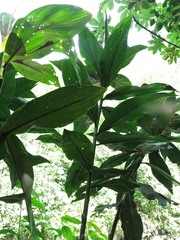Costus laevis