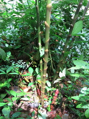 Costus laevis