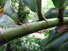 Costus laevis