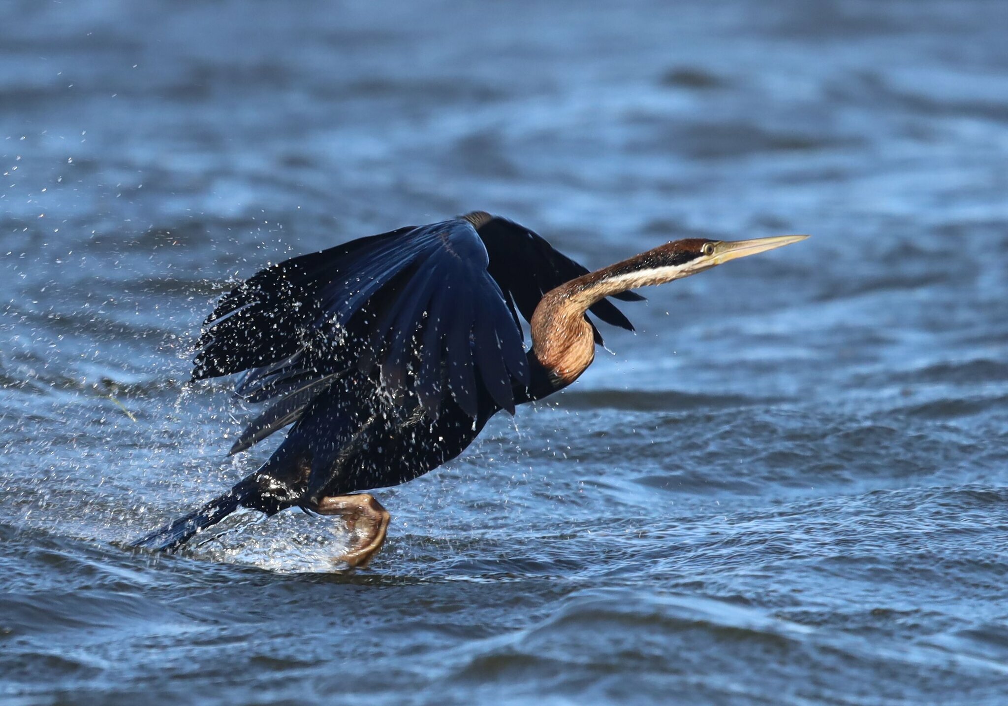 African Darter illustration