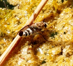 Apiocera