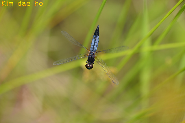 Lyriothemis
