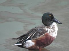 Spatula clypeata