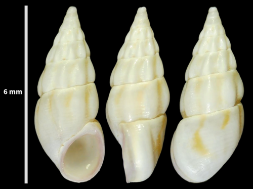 Rissoa decorata