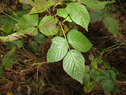Rubus polonicus, photograph 2