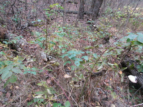 Rubus polonicus, photograph 3