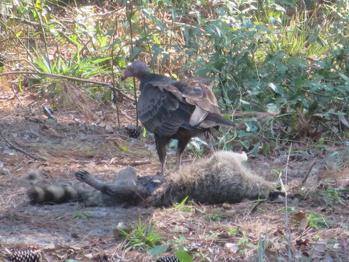 Turkey Vulture photographed in Georgia