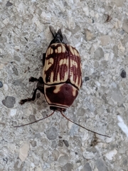 Cryptocephalus badius