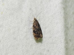 Olethreutes astrologana