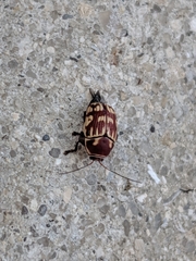 Cryptocephalus badius