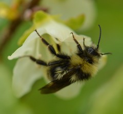 Bombus flavidus flavidus