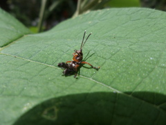 Acrididae