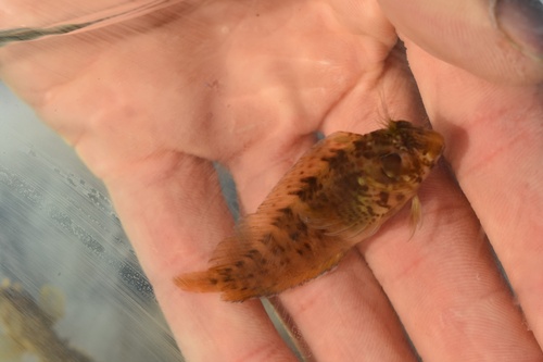 Crested Blenny (Hypleurochilus geminatus) — Blenniidae — 5