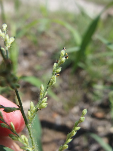 Image of Urochloa arizonica by (c) Sue Carnahan, some rights reserved (CC BY)
