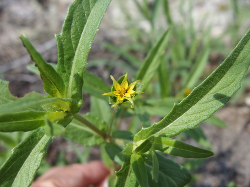 Image of Melampodium longicorne by (c) Sue Carnahan, some rights reserved (CC BY)