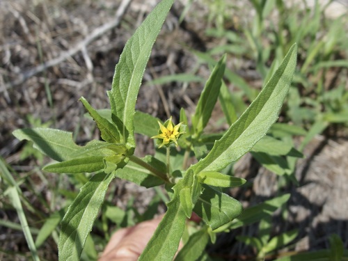 Image of Melampodium longicorne by (c) Sue Carnahan, some rights reserved (CC BY)
