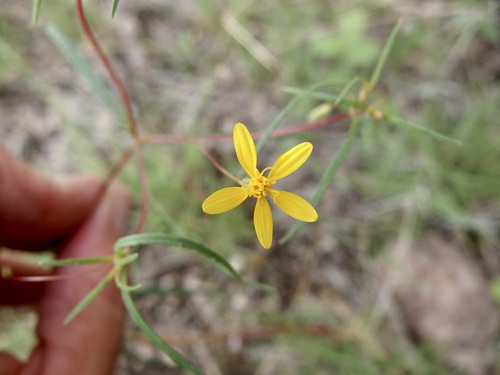 Image of Pectis filipes by (c) Sue Carnahan, some rights reserved (CC BY)