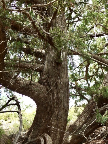 Image of Juniperus arizonica by (c) Sue Carnahan, some rights reserved (CC BY)