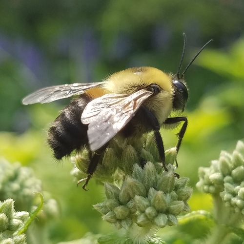 Brown-belted Bumble Bee, photo 6 of 8
