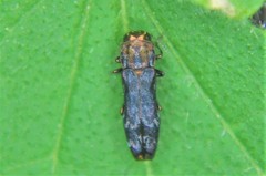 Agrilinae