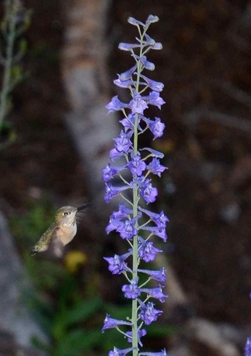iNaturalist observation photo of Calliope Hummingbird
