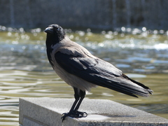 Corvus cornix