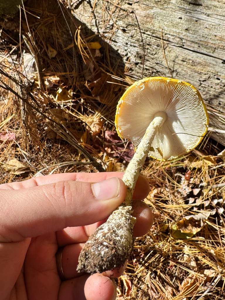 Amanita muscaria<br>27 October, 2024