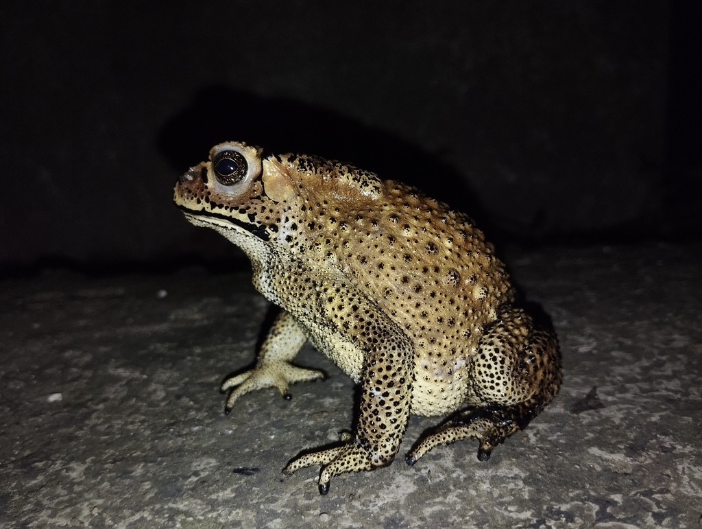 아시아검은안경두꺼비 from North 24 Parganas, IN-WB, IN on... iNaturalist 아시아검은안경두꺼비 (Duttaphrynus melanostictus)