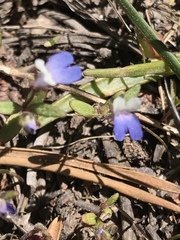 Collinsia torreyi