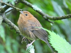 Emberiza siemsseni