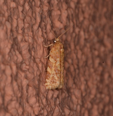 Argyrotaenia montezumae