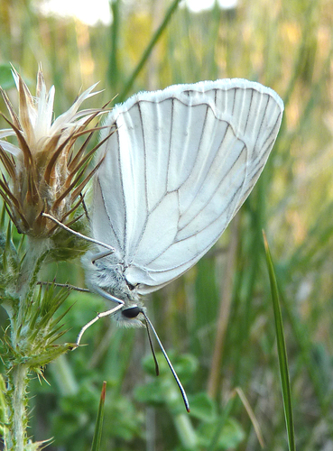 Iberian marbled white, 30730 Gajan, France, photo 8 of 10