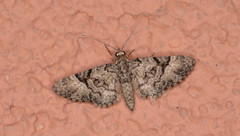 Eupithecia annulata