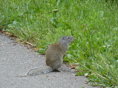 Poliocitellus franklinii