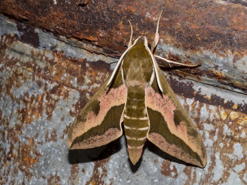 Leafy Spurge Hawkmoth