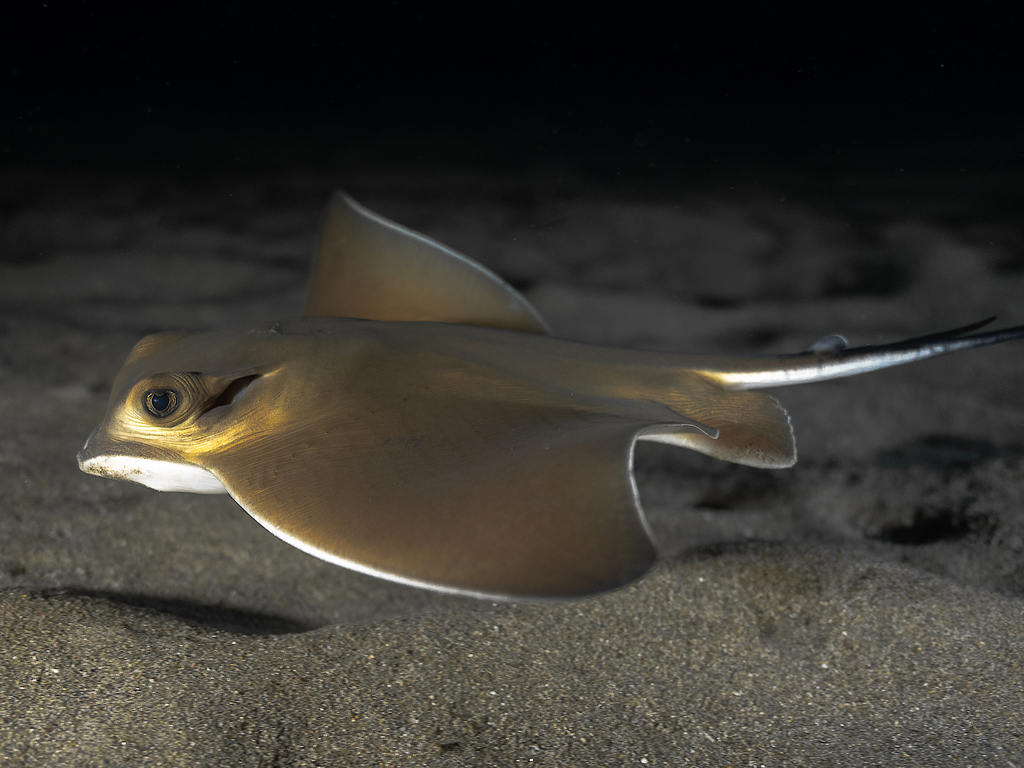 Common bull ray (Myliobatis aquila) — Myliobatidae