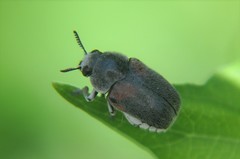 Megalostomis dimidiata